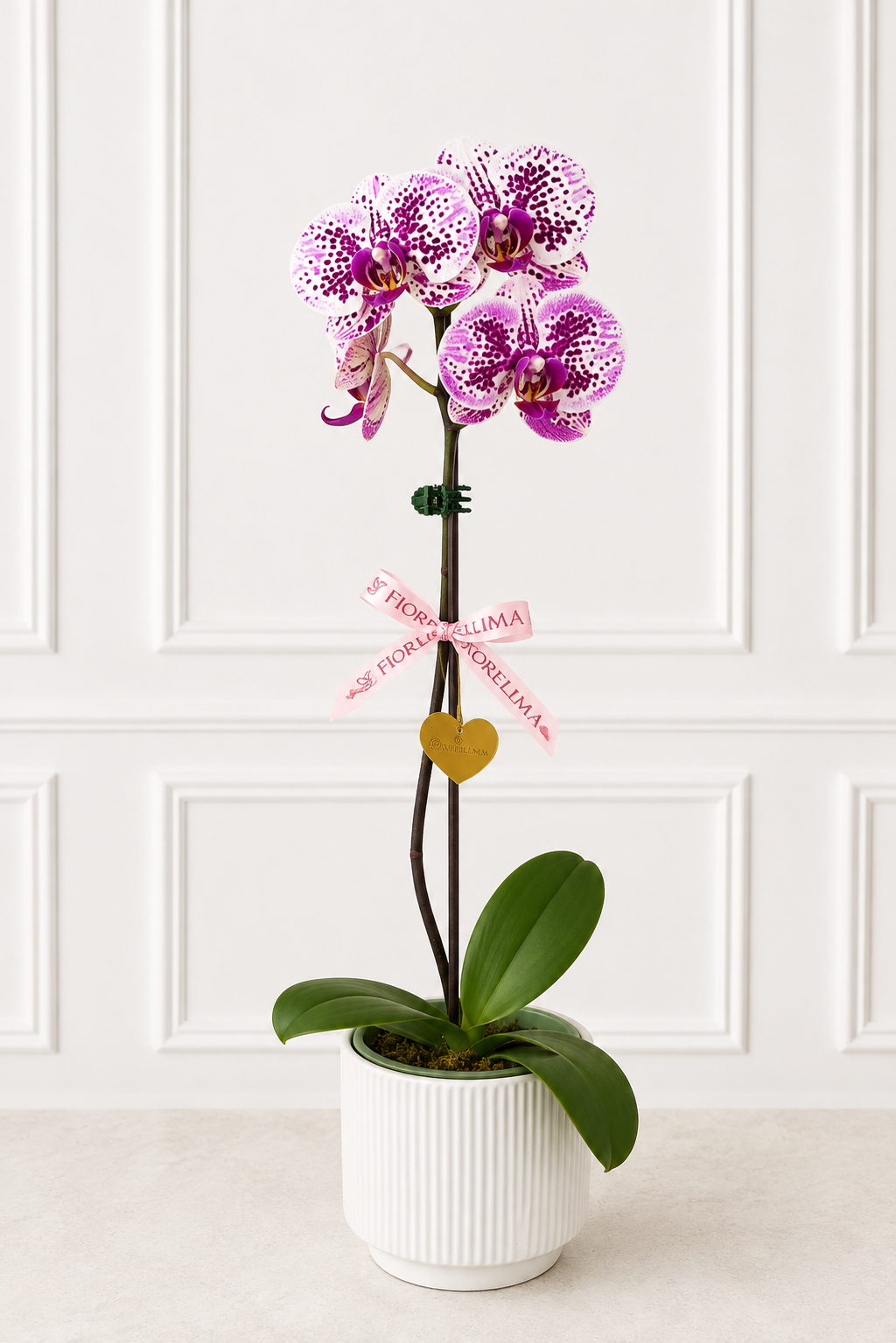 Orquídea Lavanda
