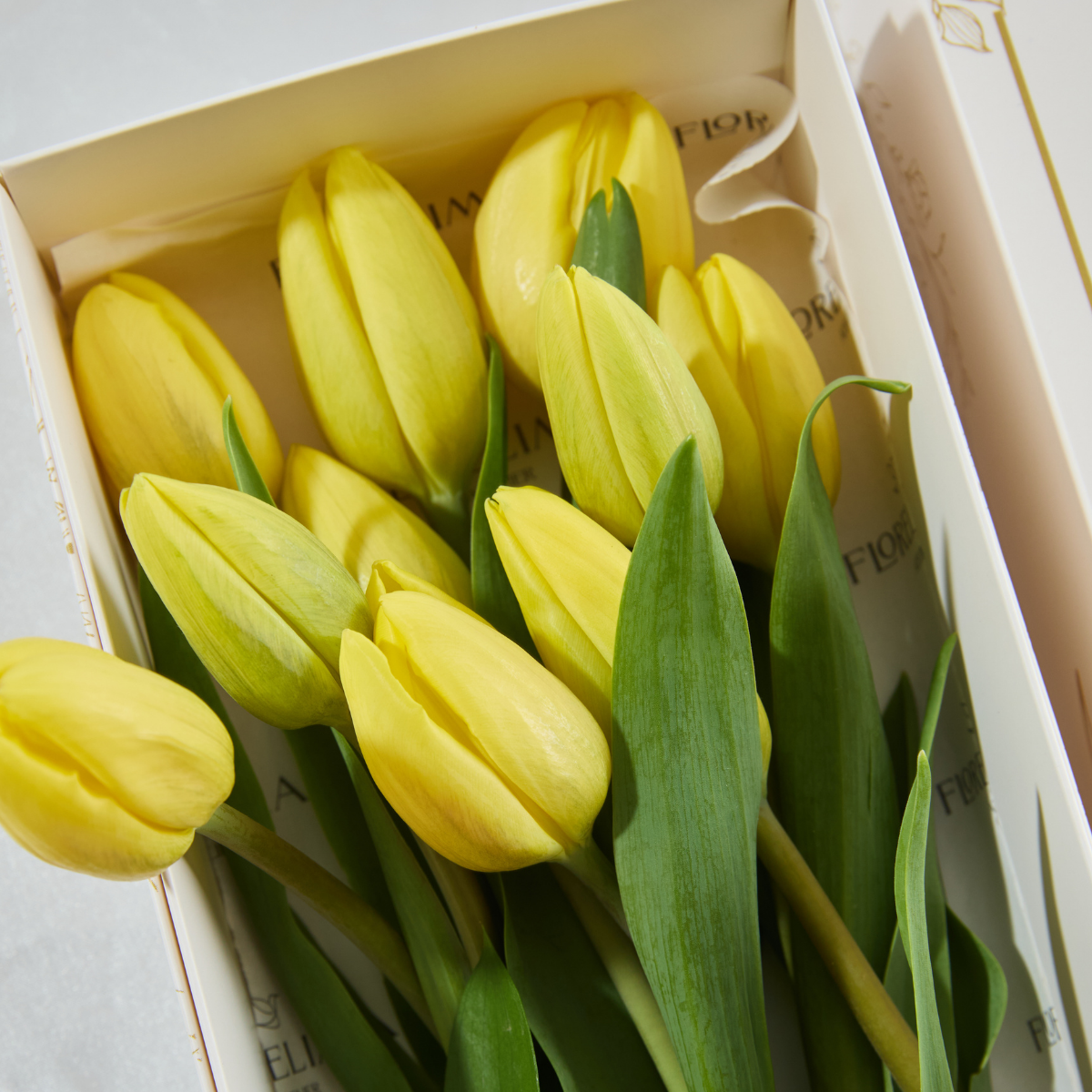 Caja de 10 Tulipanes Amarillos