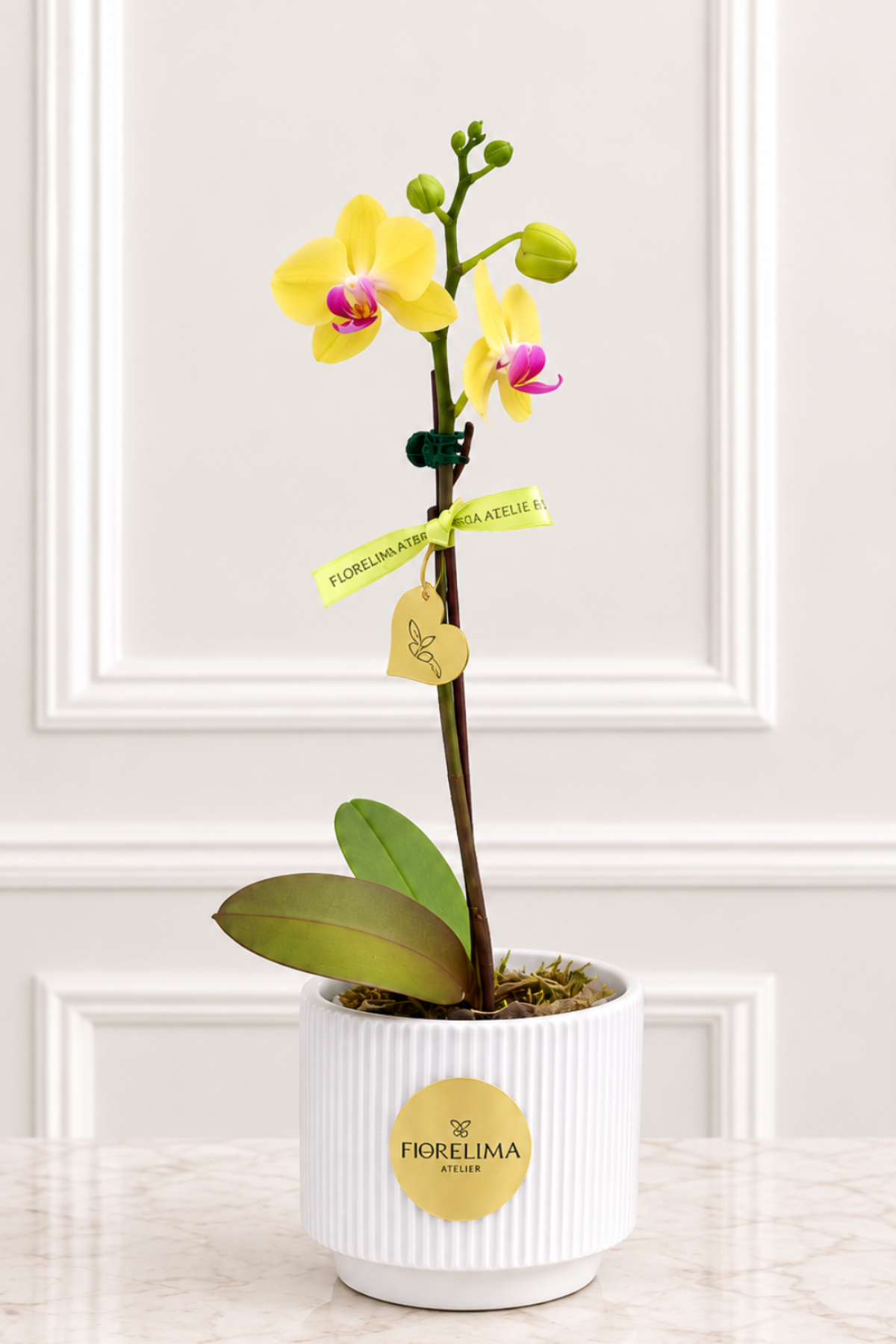 Orquídea Mini Amarilla