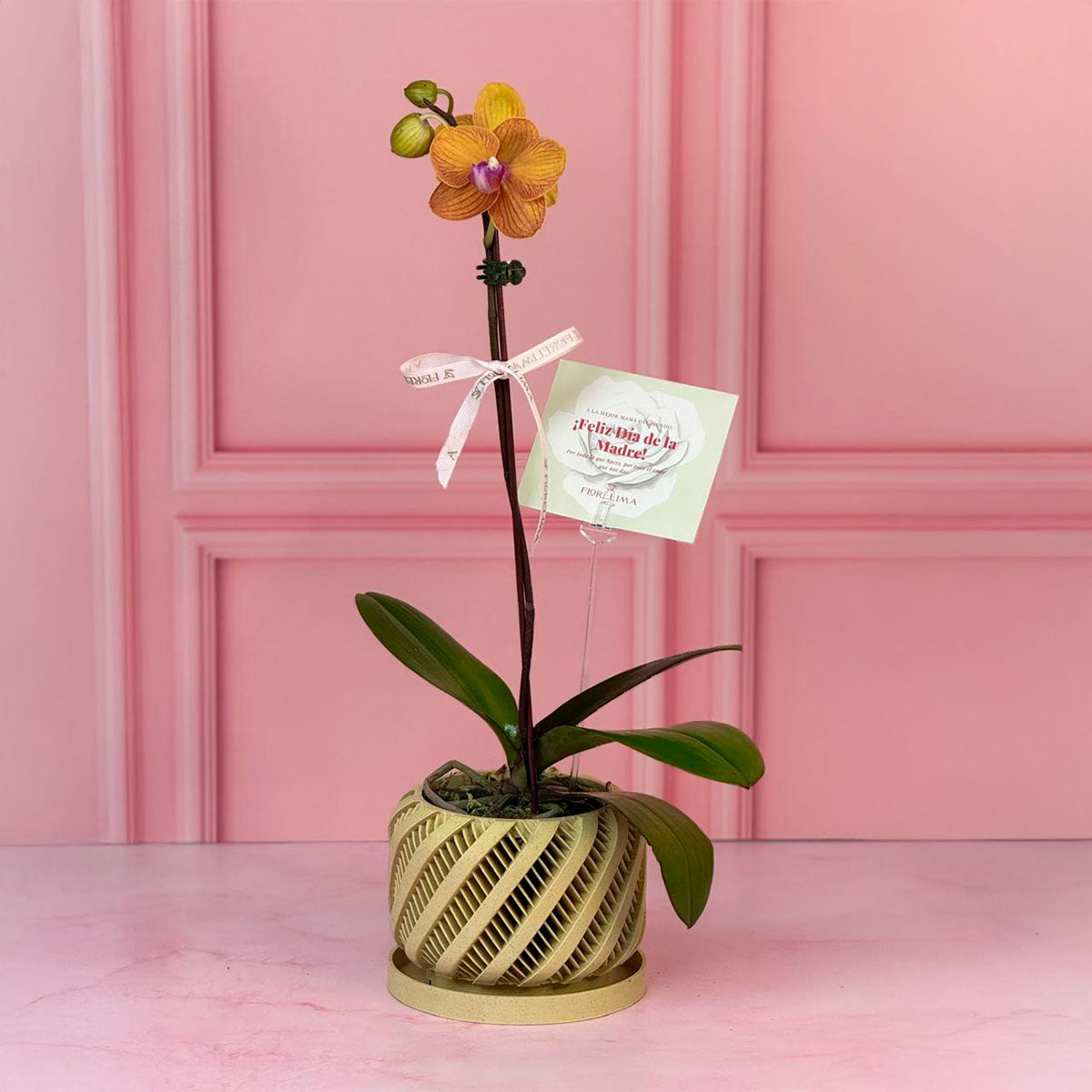 Orquídea con Maceta Orgánica