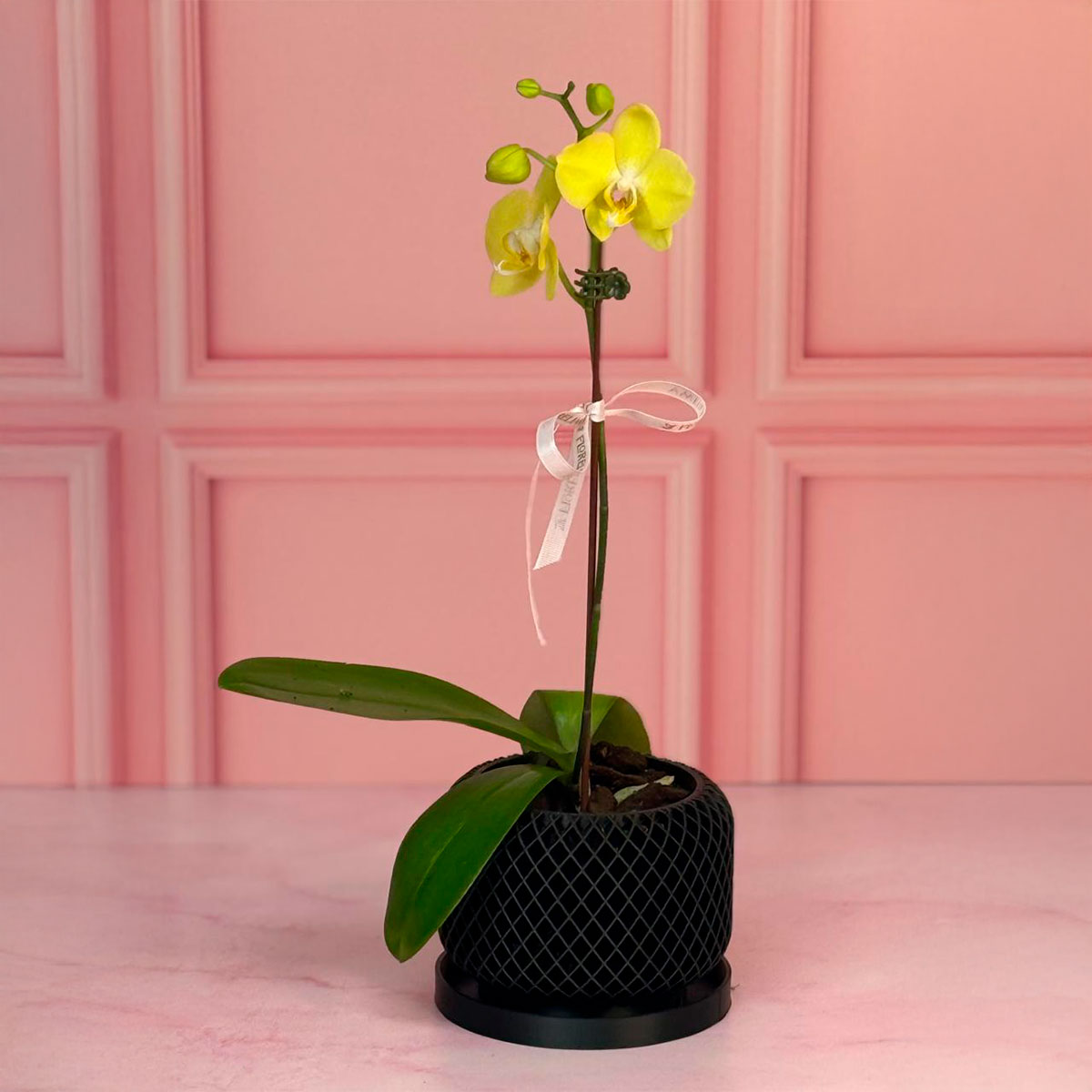 Orquídea con Maceta Orgánica
