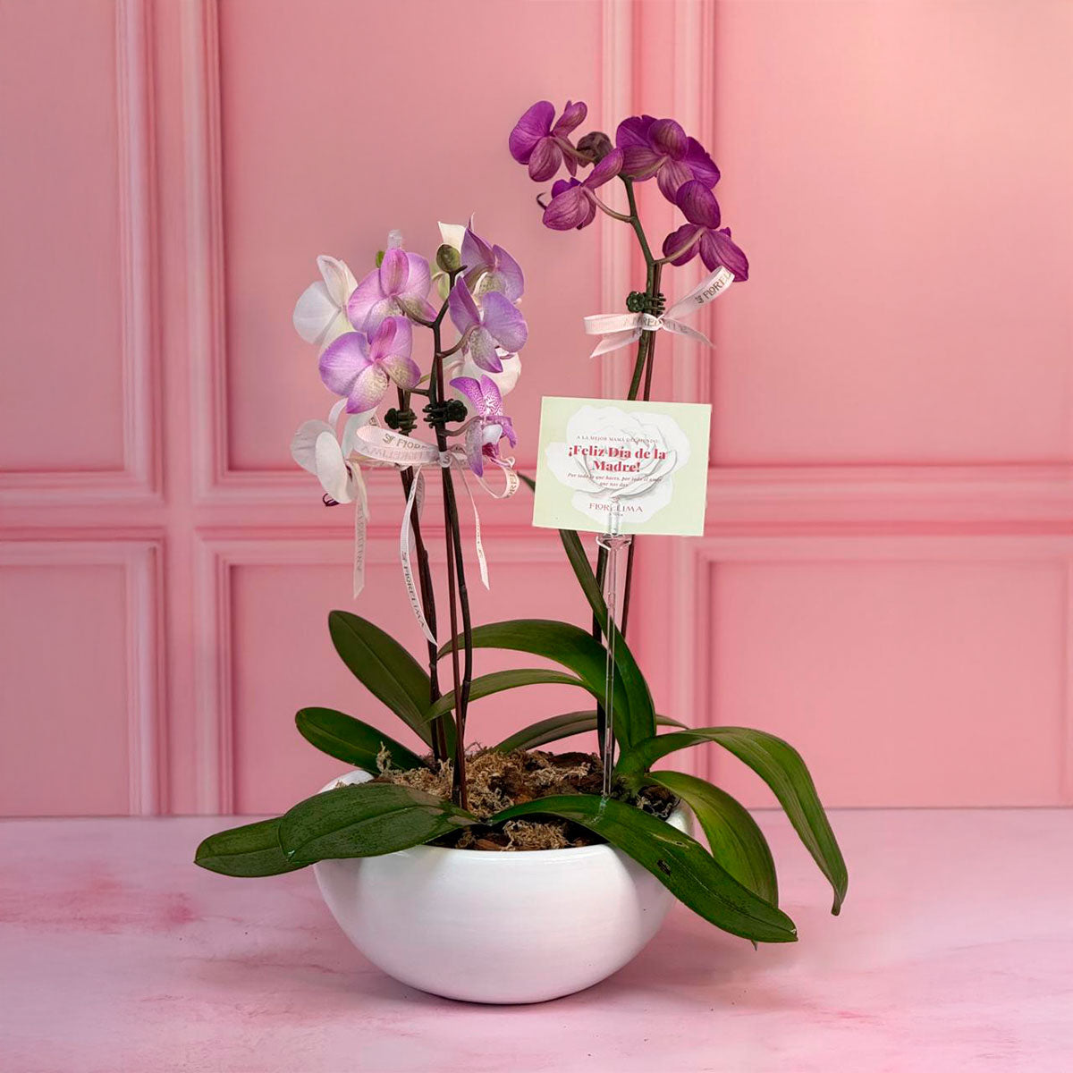 Orquídeas Maceta Small