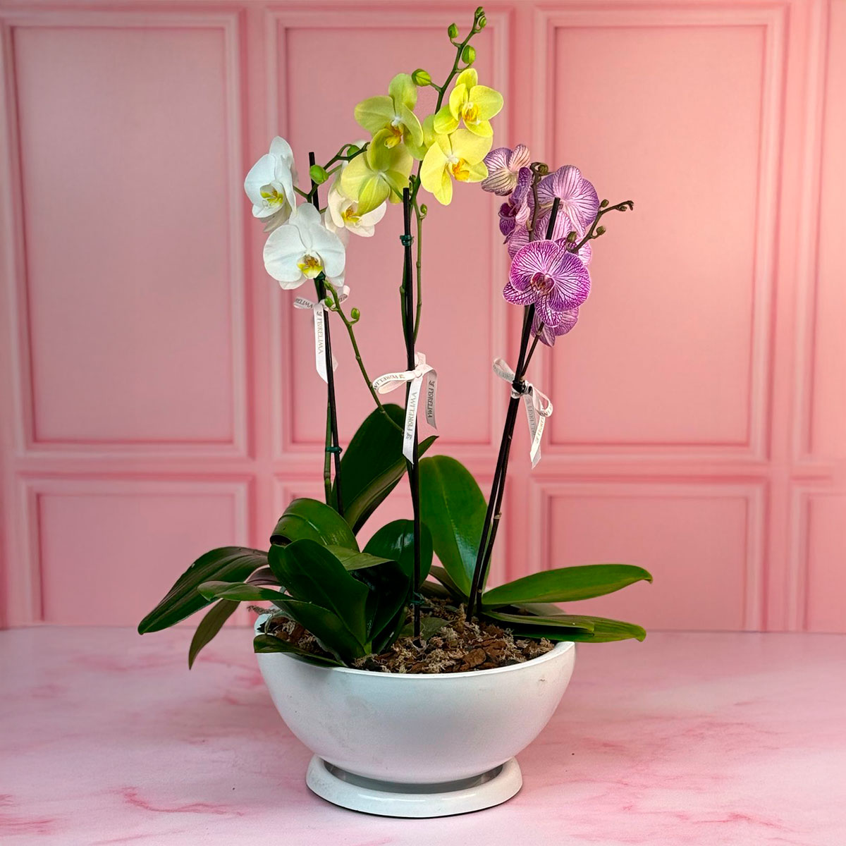 Orquídeas Multicolor Premium