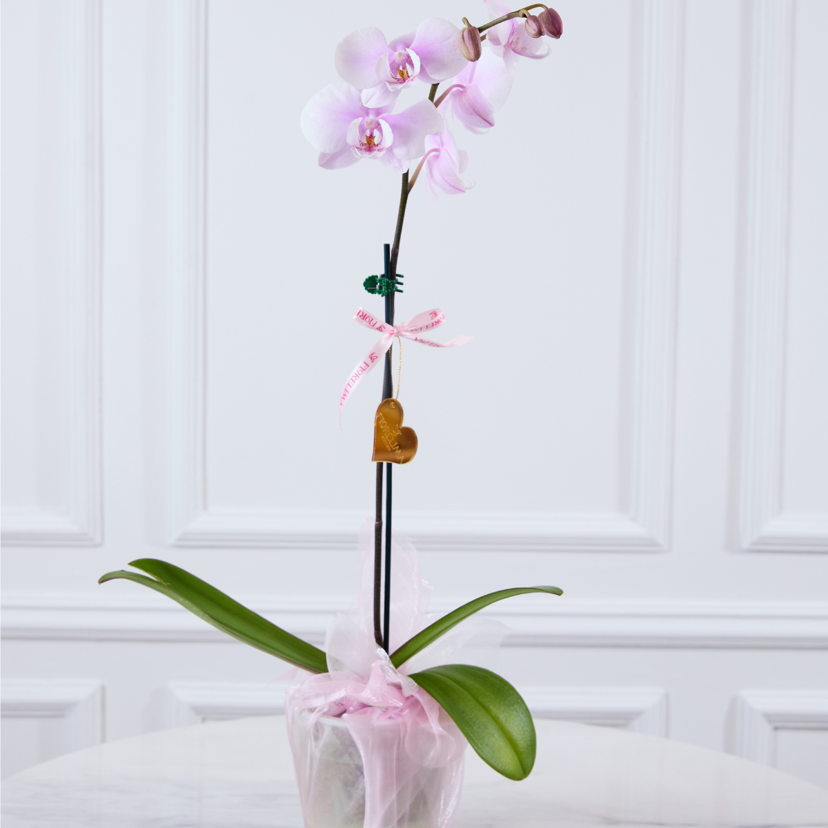 Orquídeas Premium