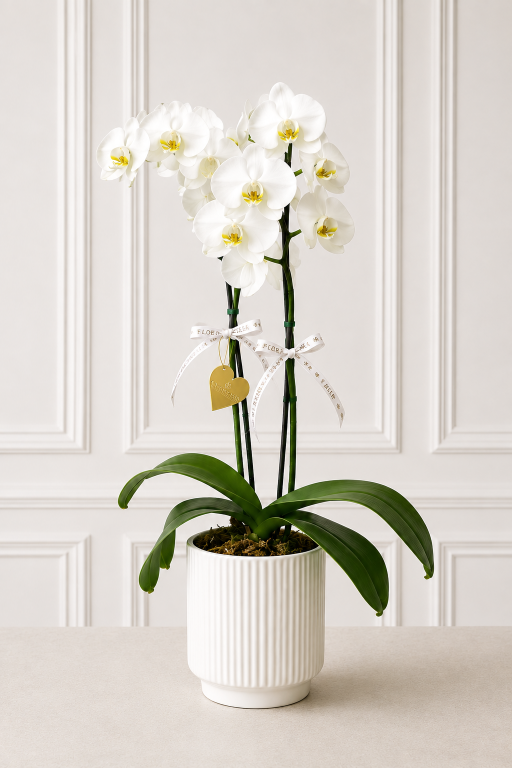 Orquídea Perla Blanca