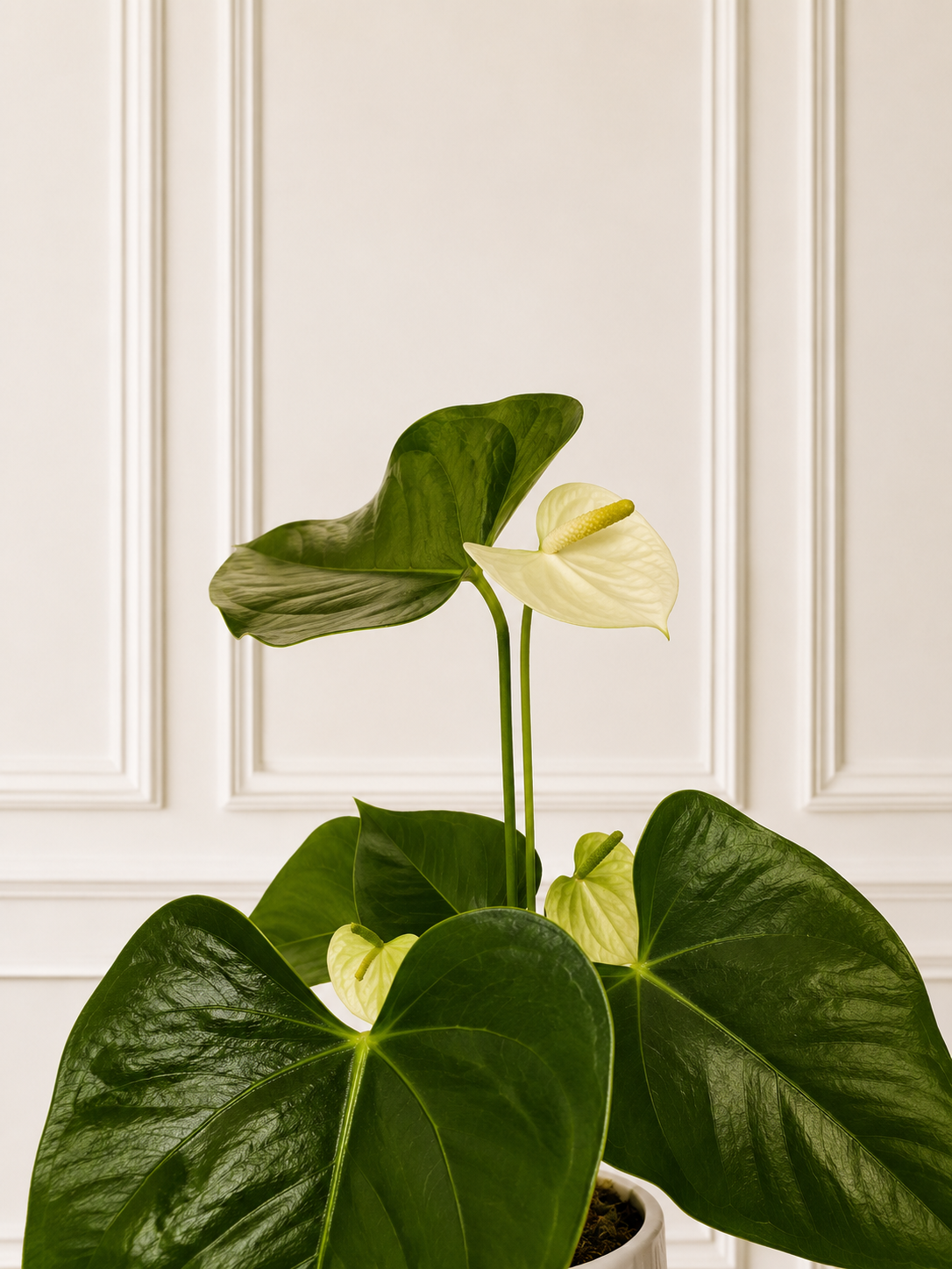 Anturio Perla Blanca 🤍🌿