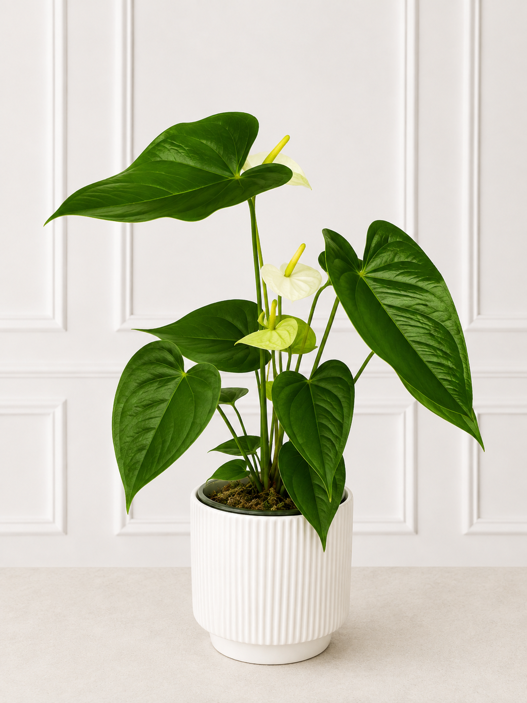 Anturio Perla Blanca 🤍🌿