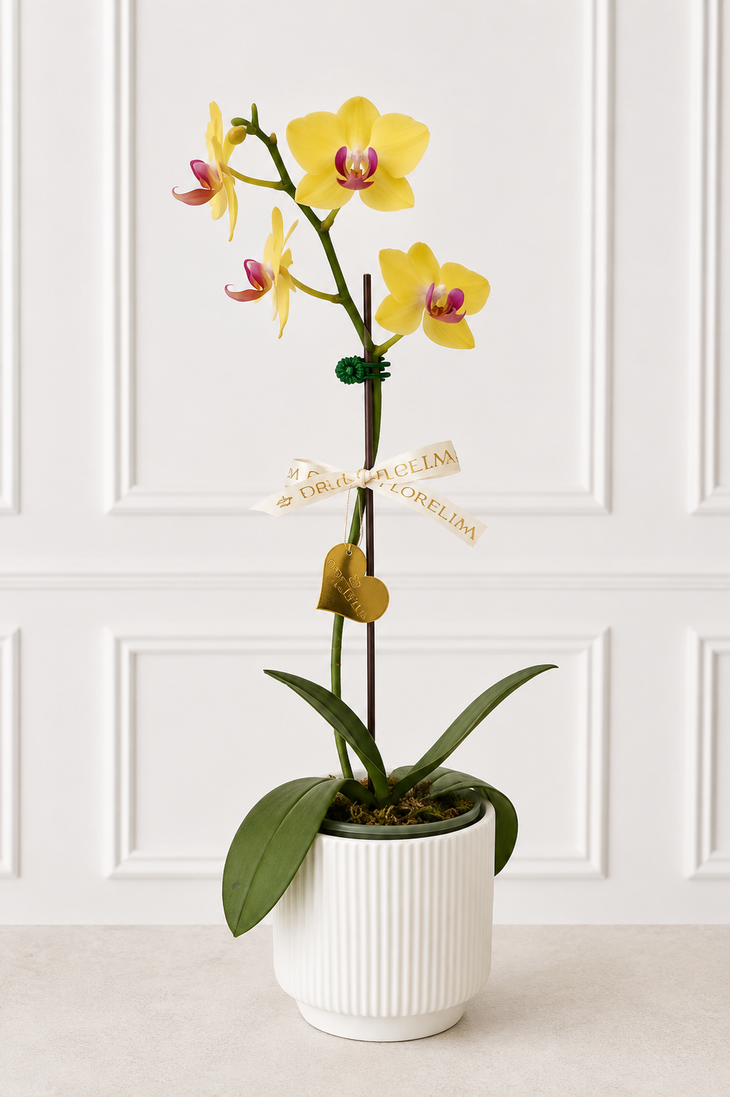 Orquídea Sol de Lima