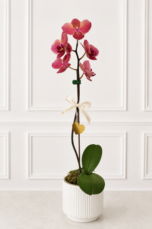 Orquídea Coralina 🌸