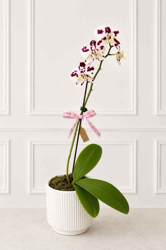 Orquídea Perla Violeta