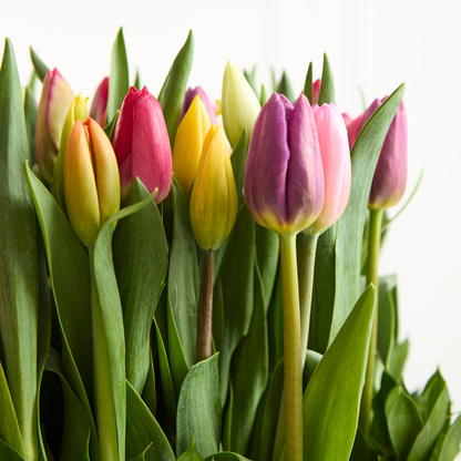 Box Éternité – 100 Tulipanes 🌷