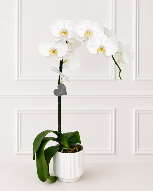 Orquídea Blanca- Una vara