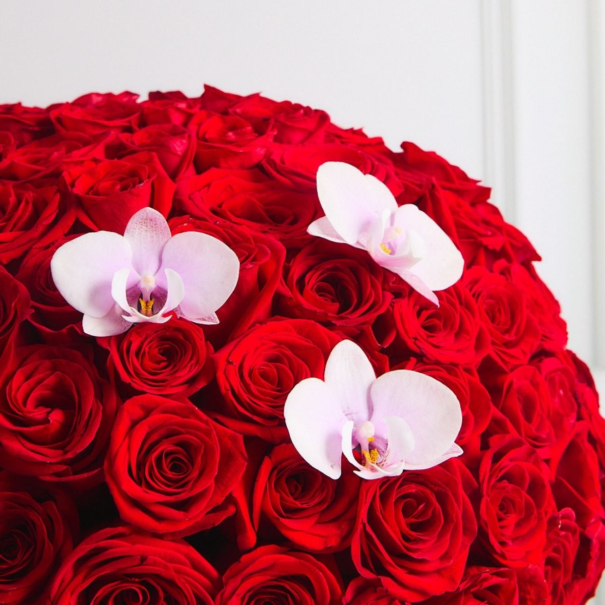 Box de 150 rosas rojas y orquídeas
