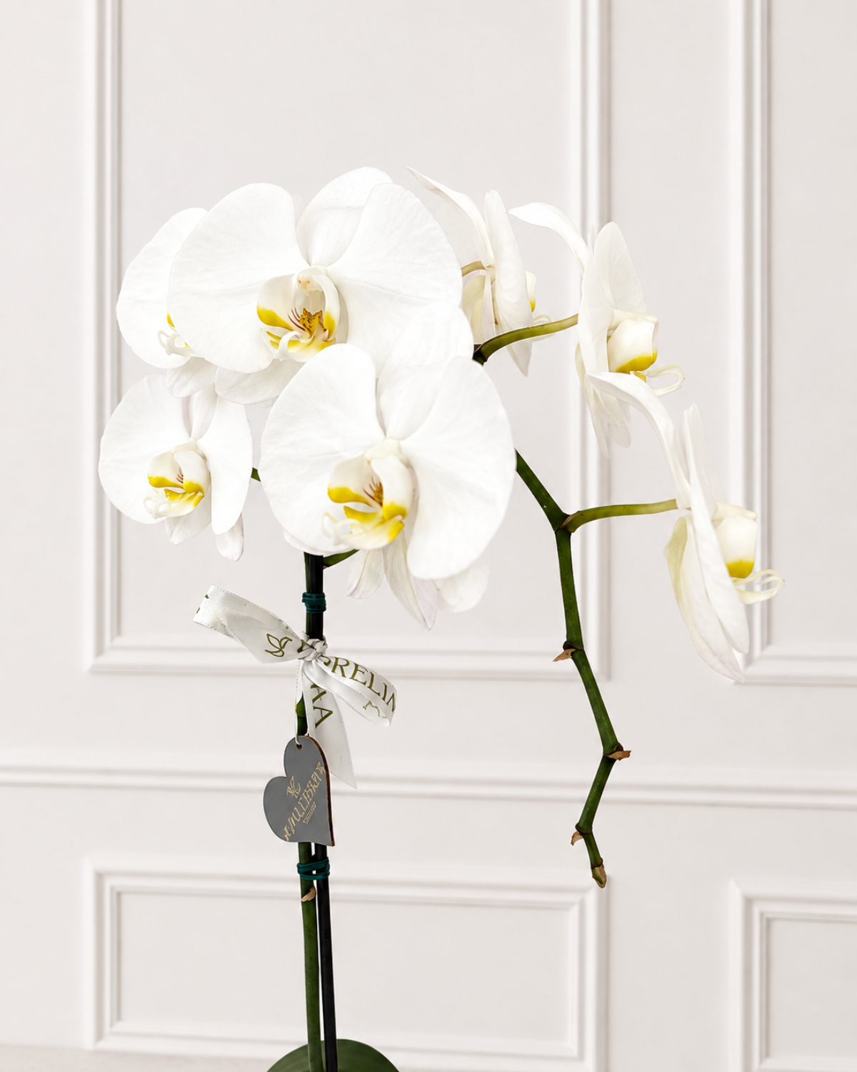 Orquídea Blanca- Una vara