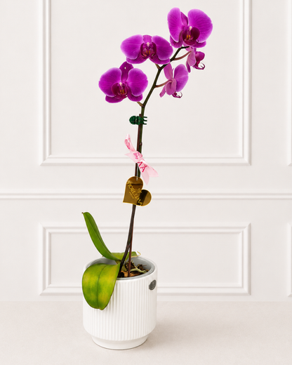 Orquídea Fucsia-Una vara
