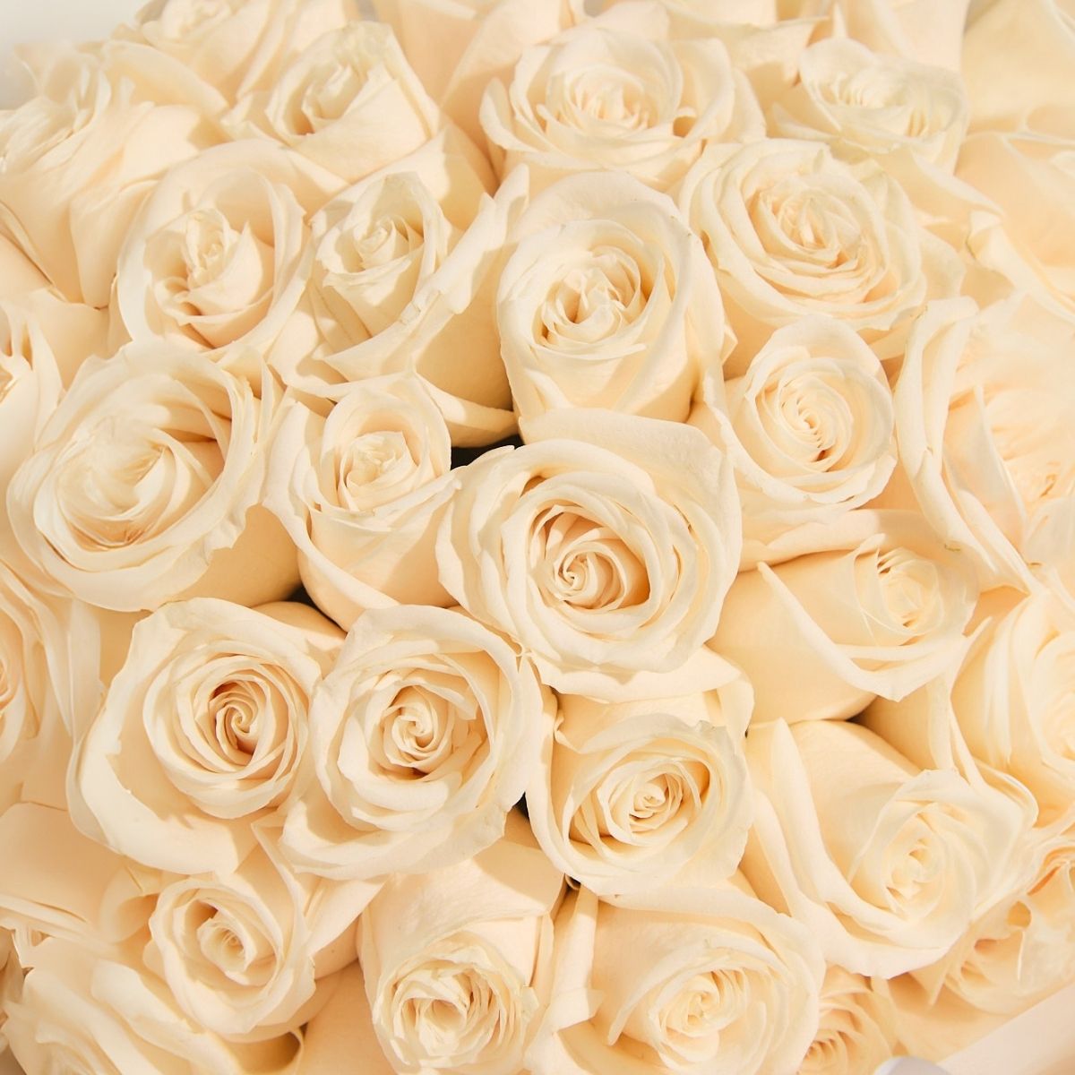 Box Carolina - 100 rosas blancas