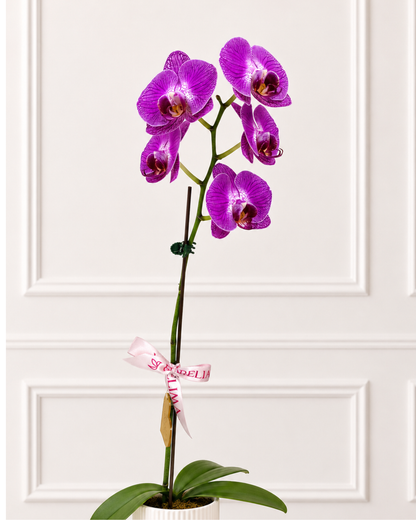 Orquídea Fucsia-Una vara