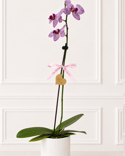 orquídea rosada natural_Una vara