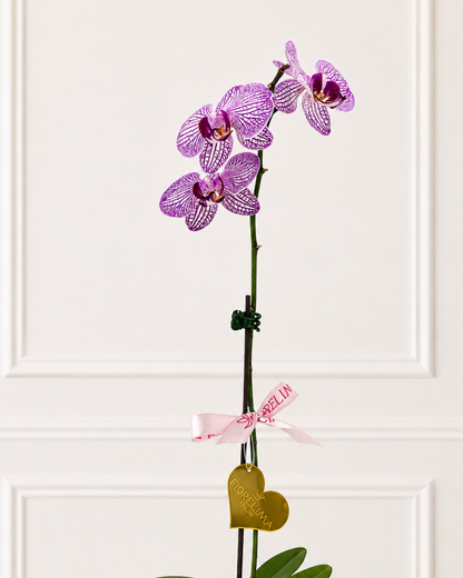 orquídea rosada natural_Una vara