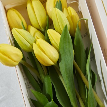 Caja de 10 Tulipanes Amarillos