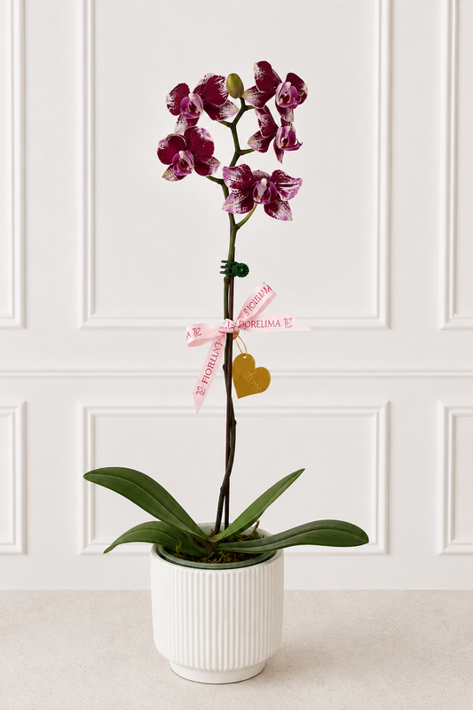 Orquídea Rubí