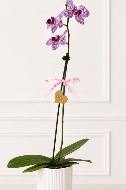 orquídea rosada natural_Una vara