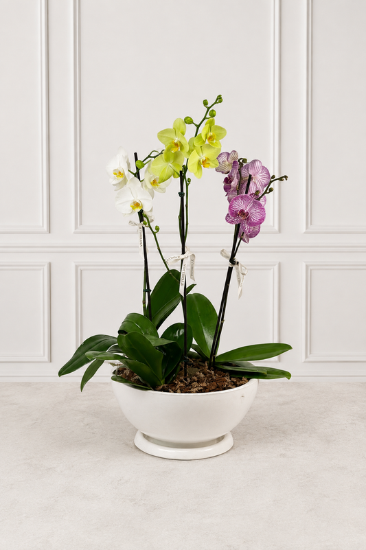 Orquídeas Multicolor Premium