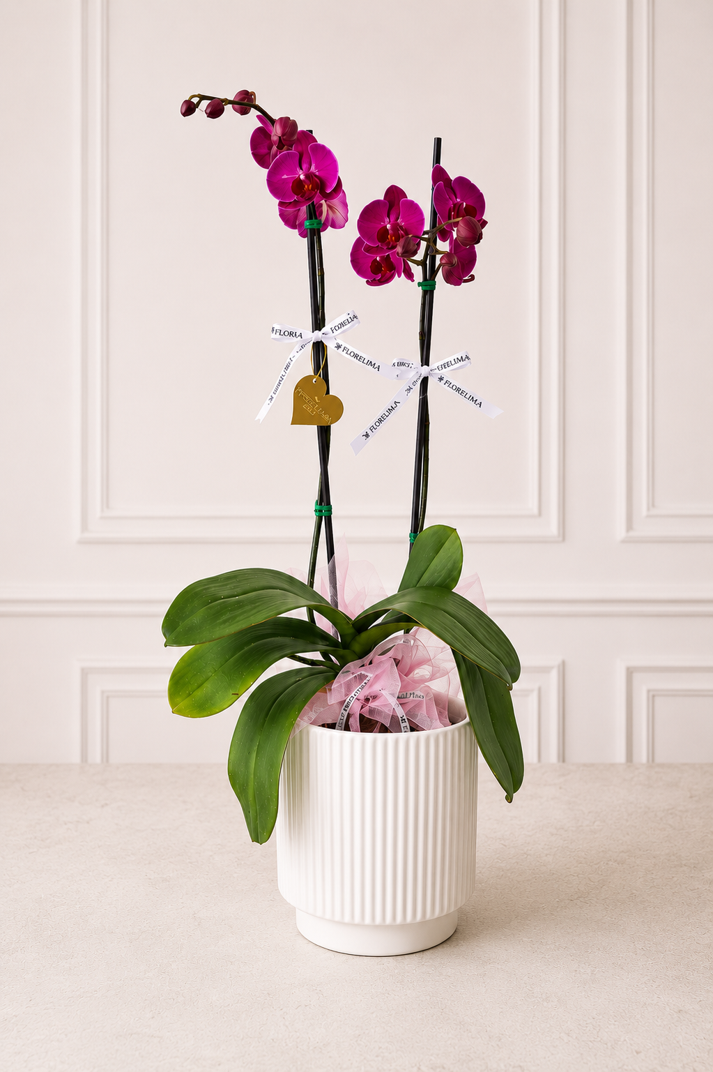 Orquídea Fucsia Majestic