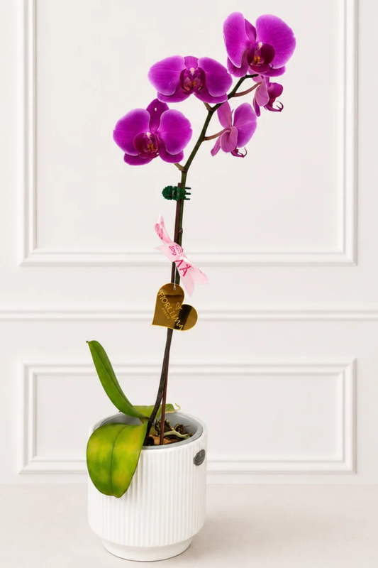 Orquídea Fucsia-Una vara
