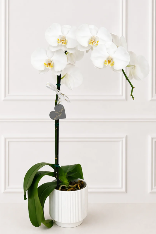 Orquídea Blanca- Una vara