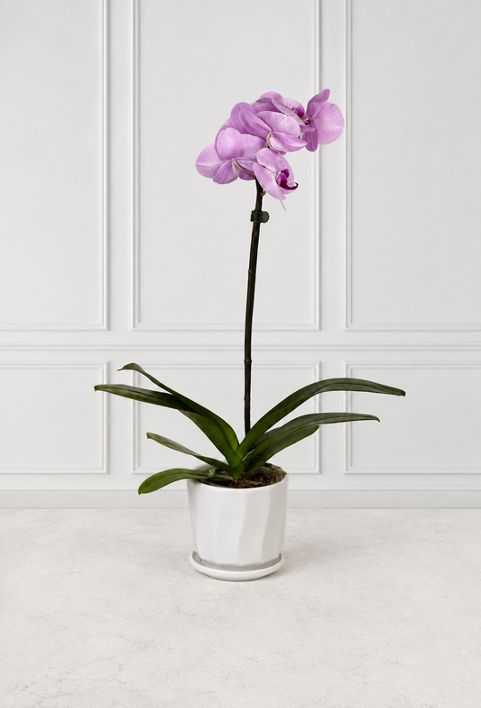 Orquídea Esmeralda