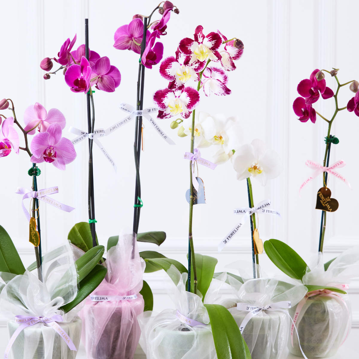Orquídeas Premium