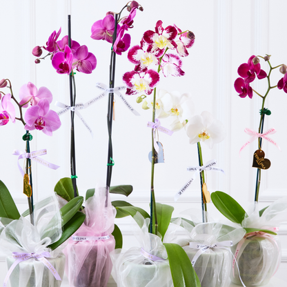 Orquídeas Premium