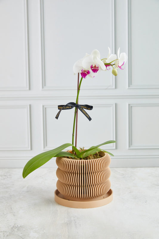 Orquídea Iris