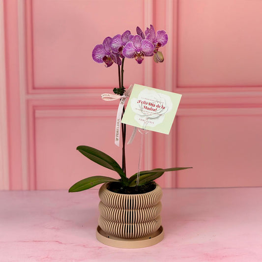 Orquídea con Maceta Orgánica