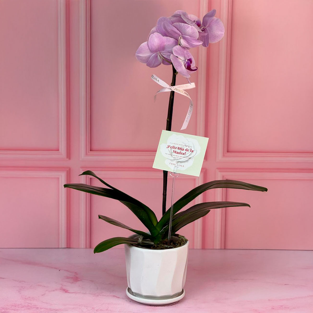 Orquídea Premium
