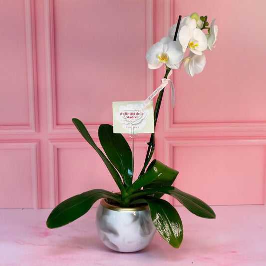 Orquídea Premium