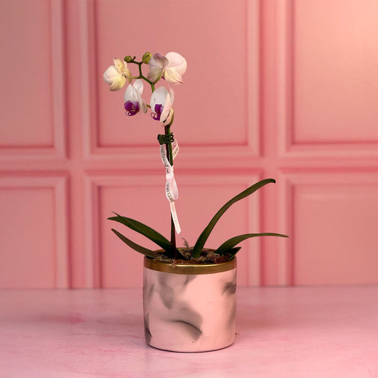 Orquídea con Maceta con Cerámica