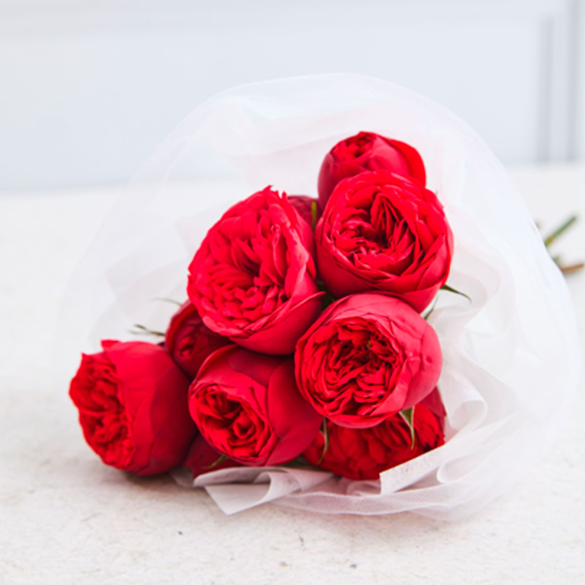 Mini peonias Rojas (Rosas Inglesas)