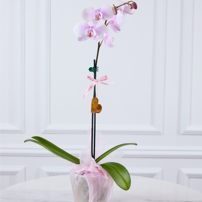 Orquídeas Premium