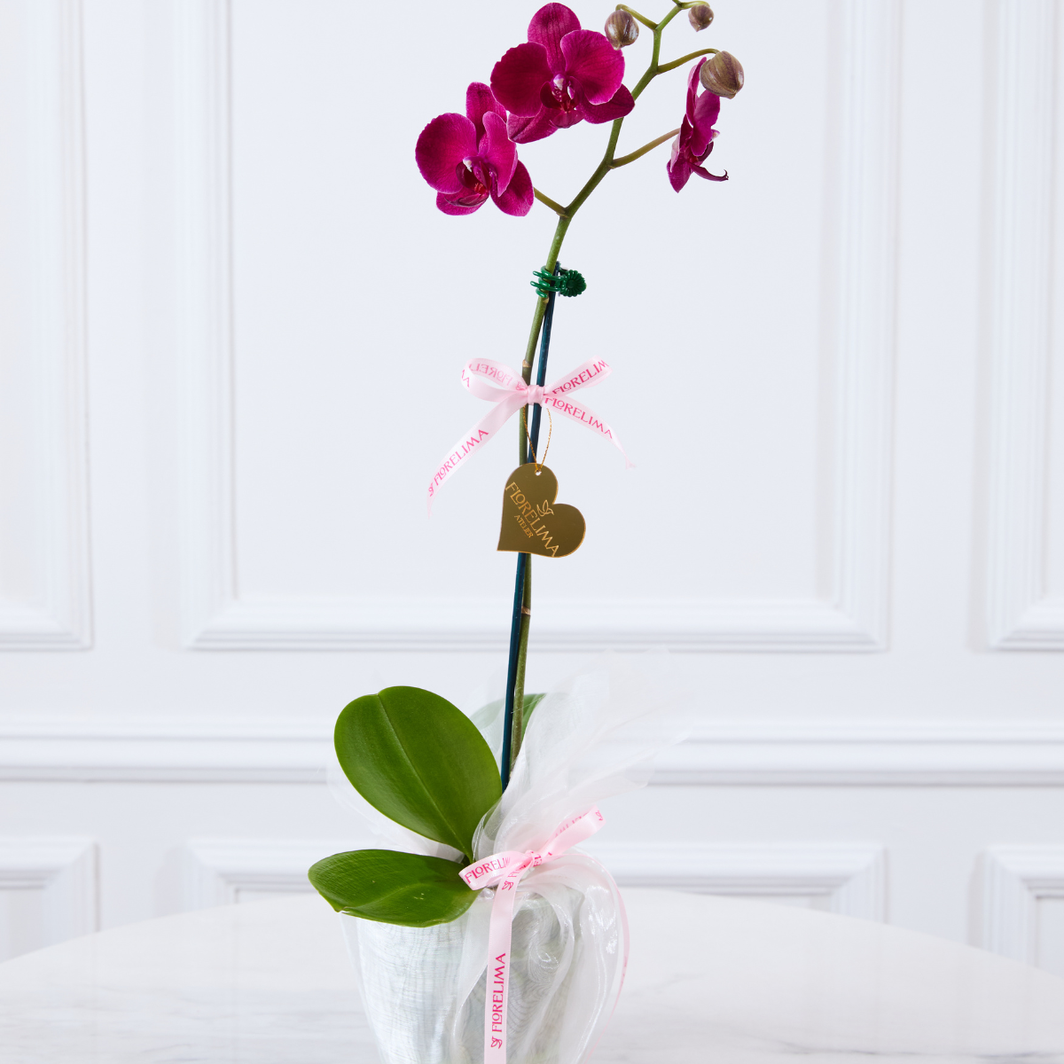 Orquídeas Premium