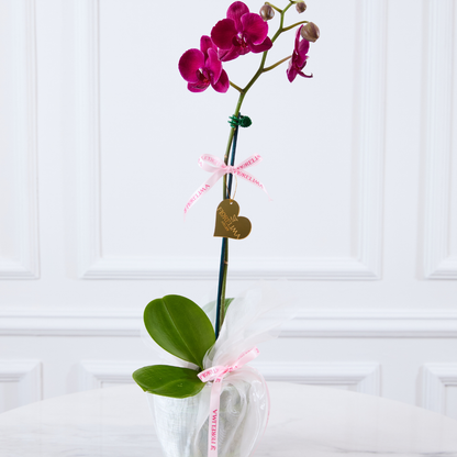 Orquídeas Premium