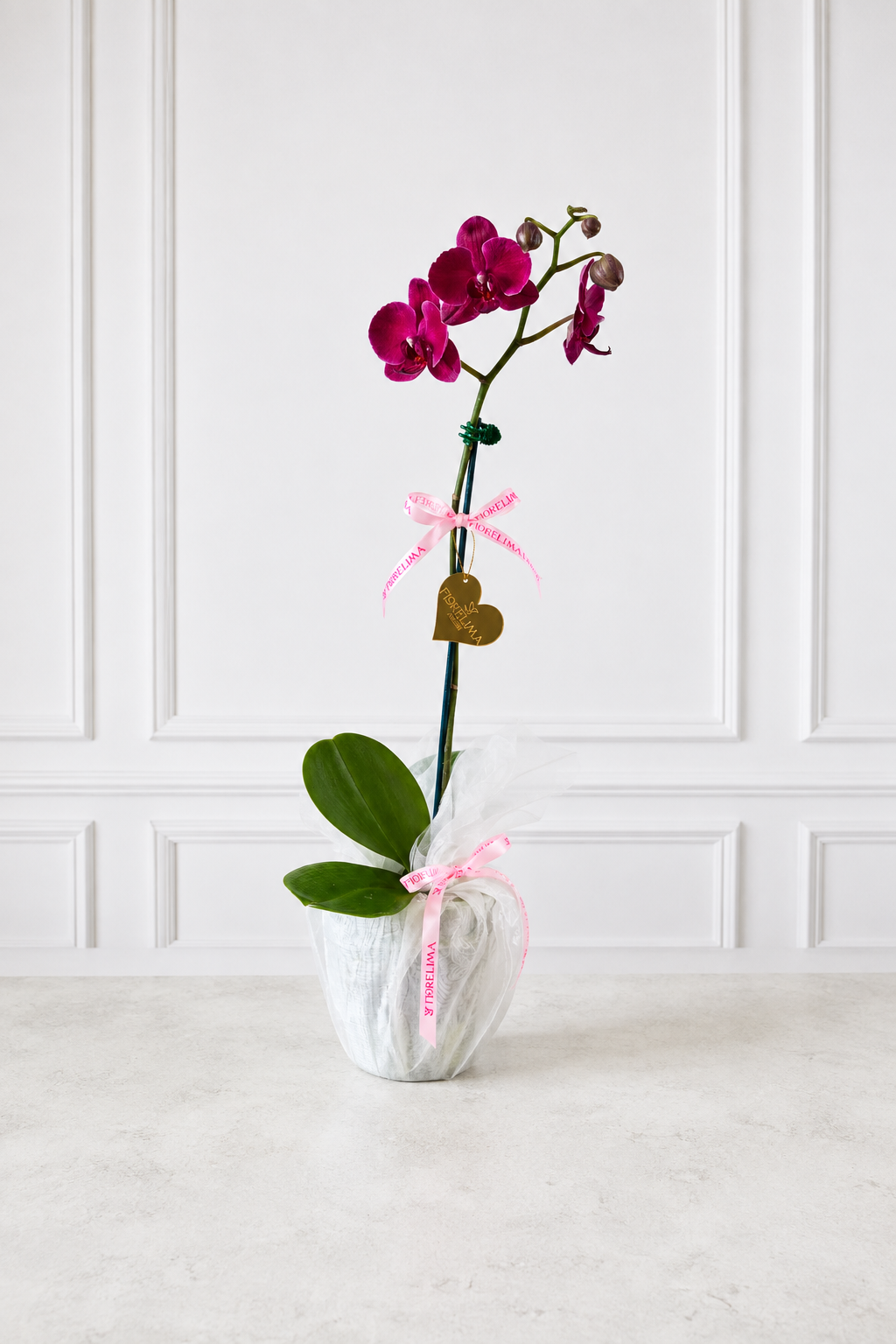 Orquídeas Carolina