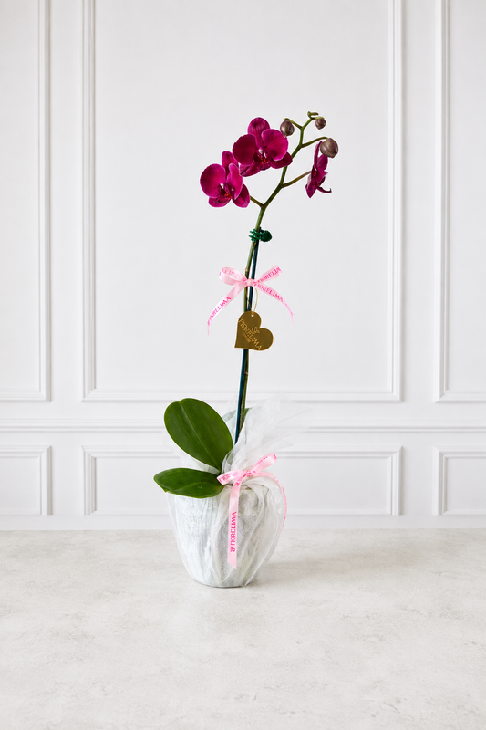 Orquídeas Carolina