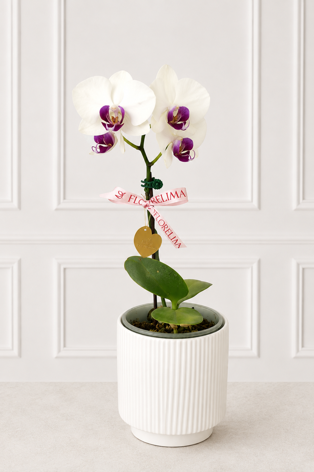 Orquídea Perla