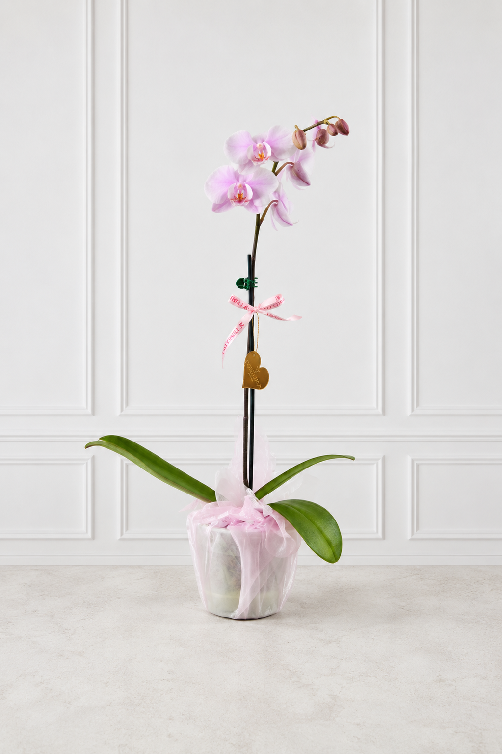 Orquídeas Carolina