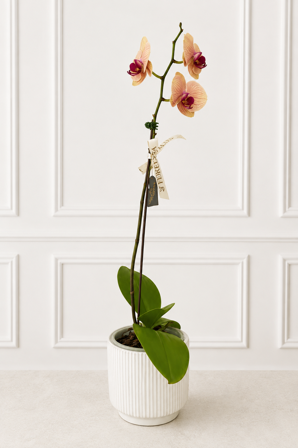 Orquídea Ámbar